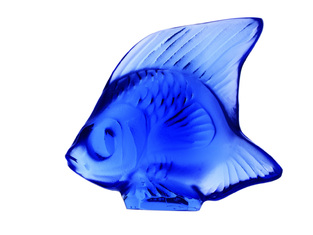 Figure of Bleu saphir fish